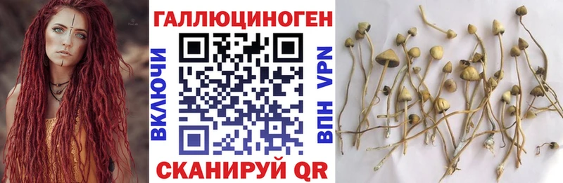 Галлюциногенные грибы Cubensis  Купить закладки  Луховицы 